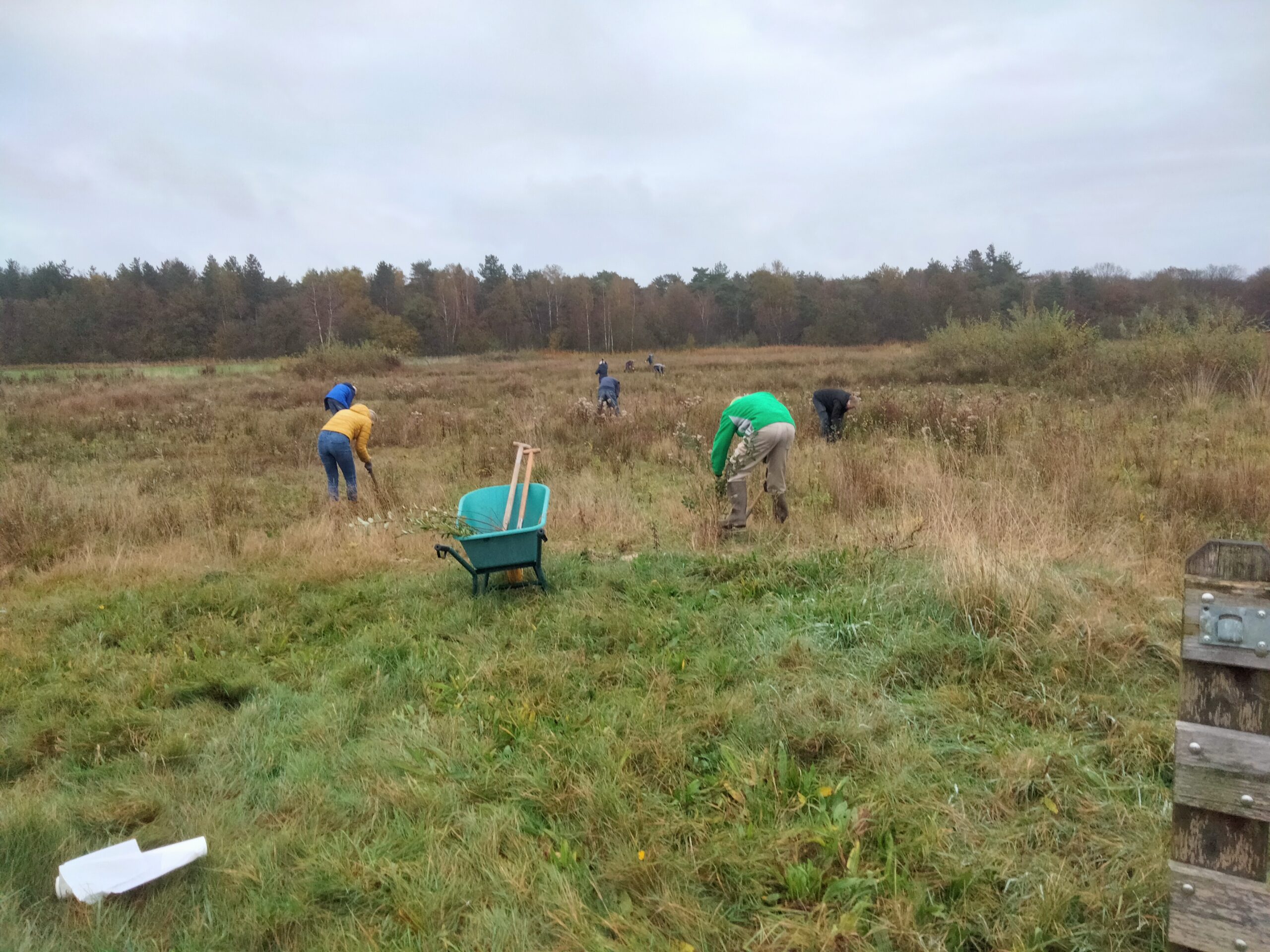 Mensen werken in een veld met hoge gras. Er staat een kruiwagen op de voorgrond.