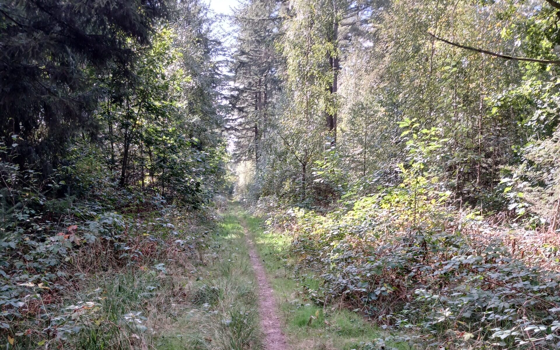 Bospaadje omringd door dichte, groene bomen en struiken onder een heldere hemel.