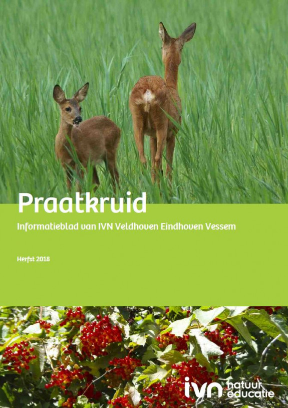 Praatkruid