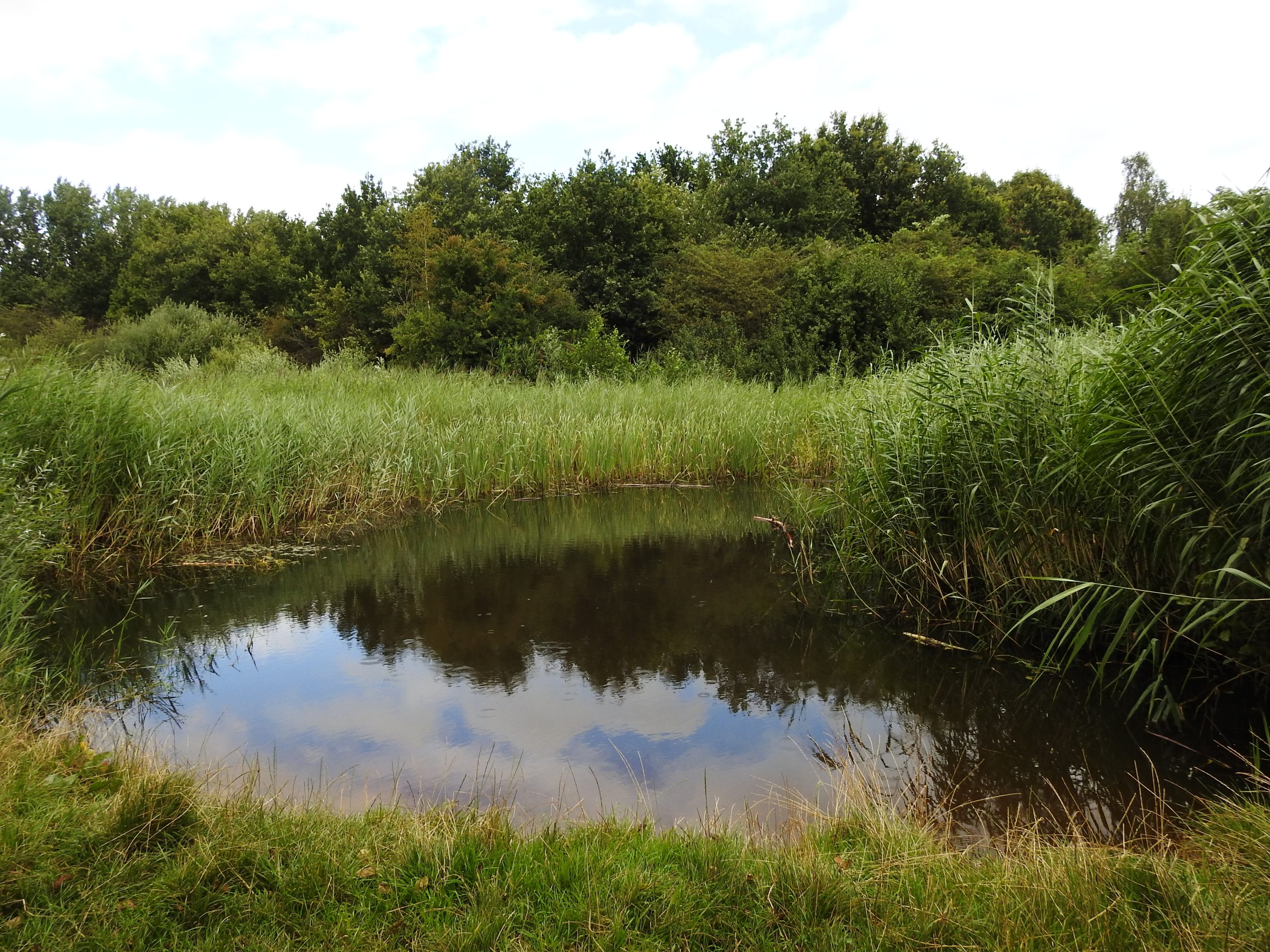 Kleine vijver omringd door riet en groen bos onder een bewolkte hemel.