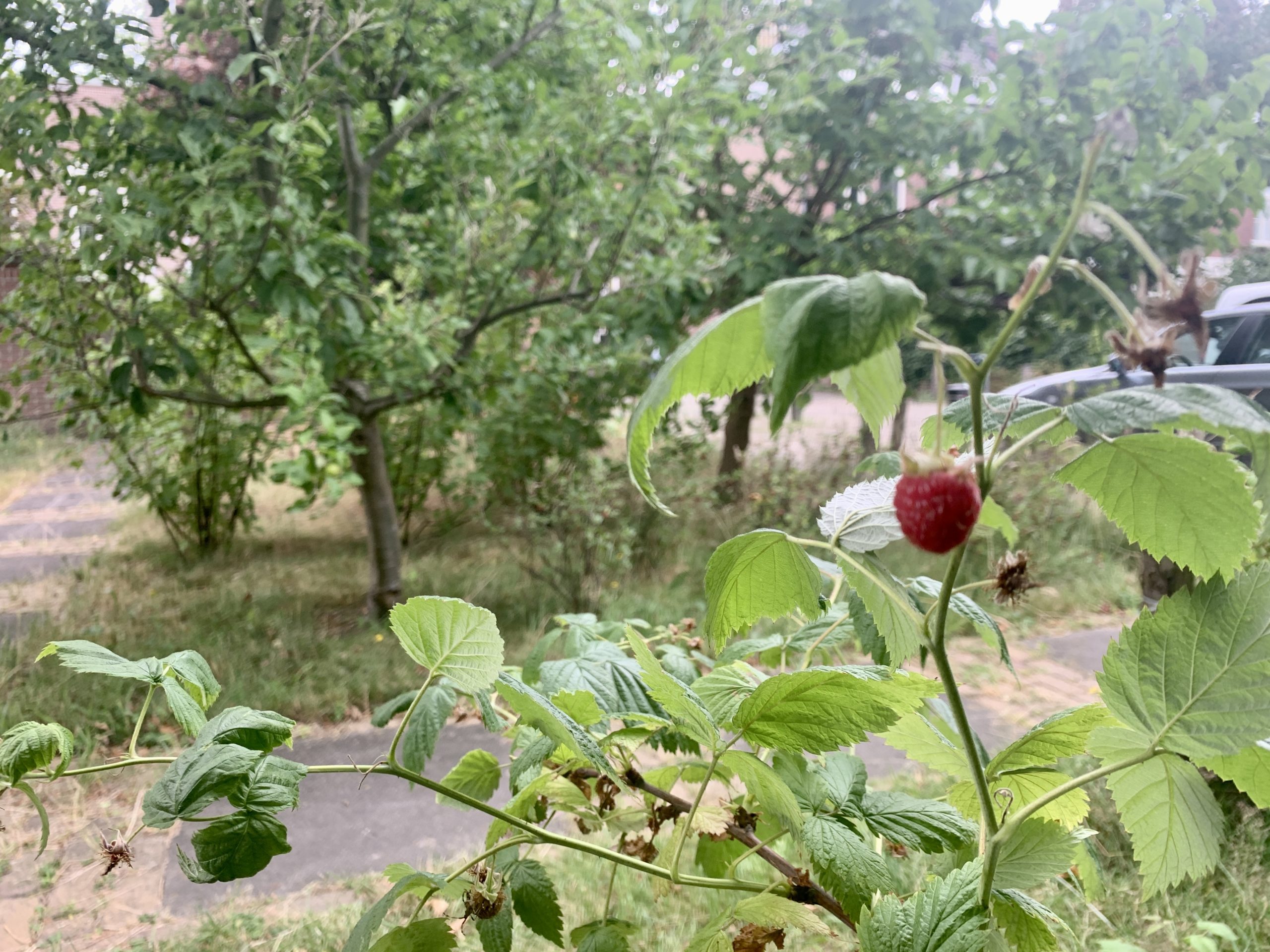 Rode framboos aan struik met groene bladeren, omgeven door bomen en een pad.
