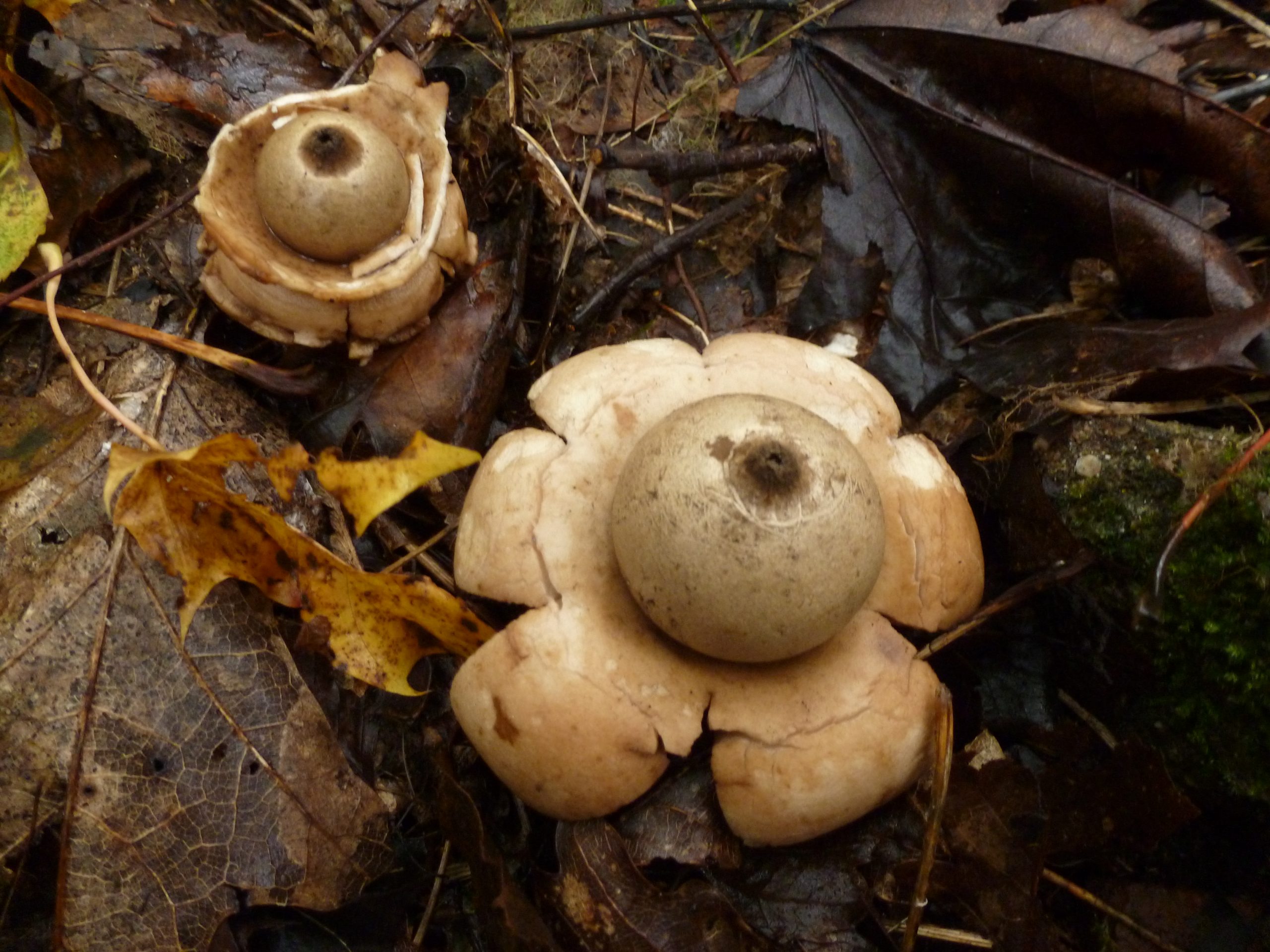 Twee aardsterren tussen bruine bladeren en takjes op de bosgrond.