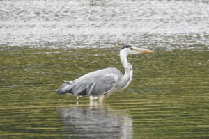 Reiger staat in ondiep water met golvende, reflecterende achtergrond.
