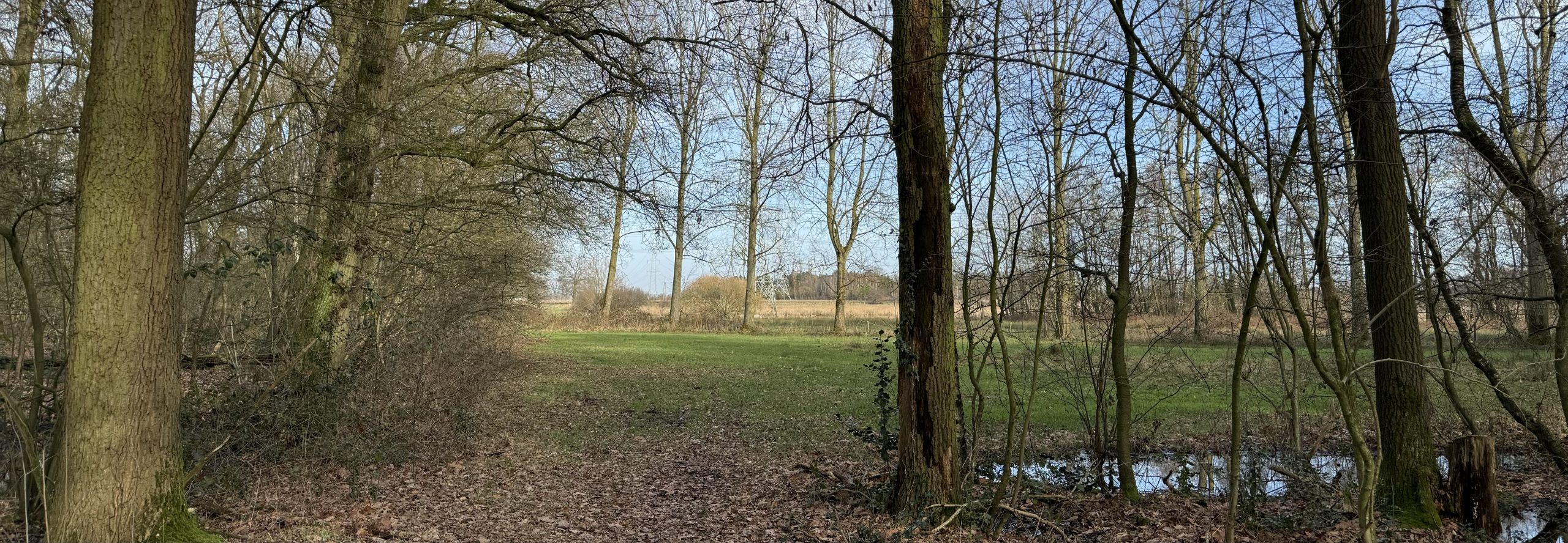 Bosrand met kale bomen, een grasveld en blauwe lucht op de achtergrond.