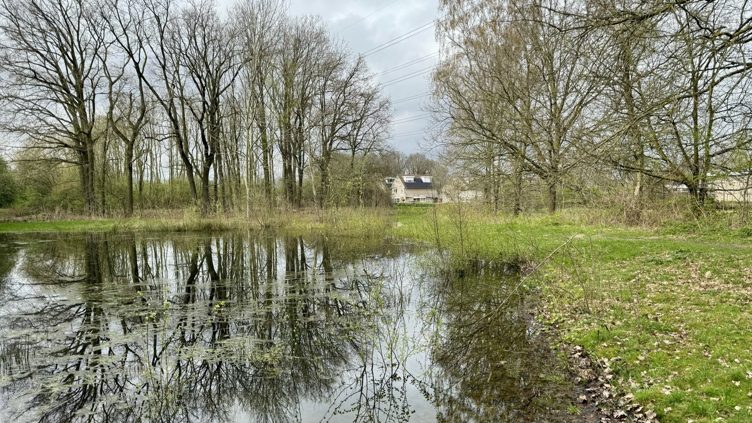 Vijver met bomen aan de oever, reflecties op het water; huis zichtbaar op de achtergrond.