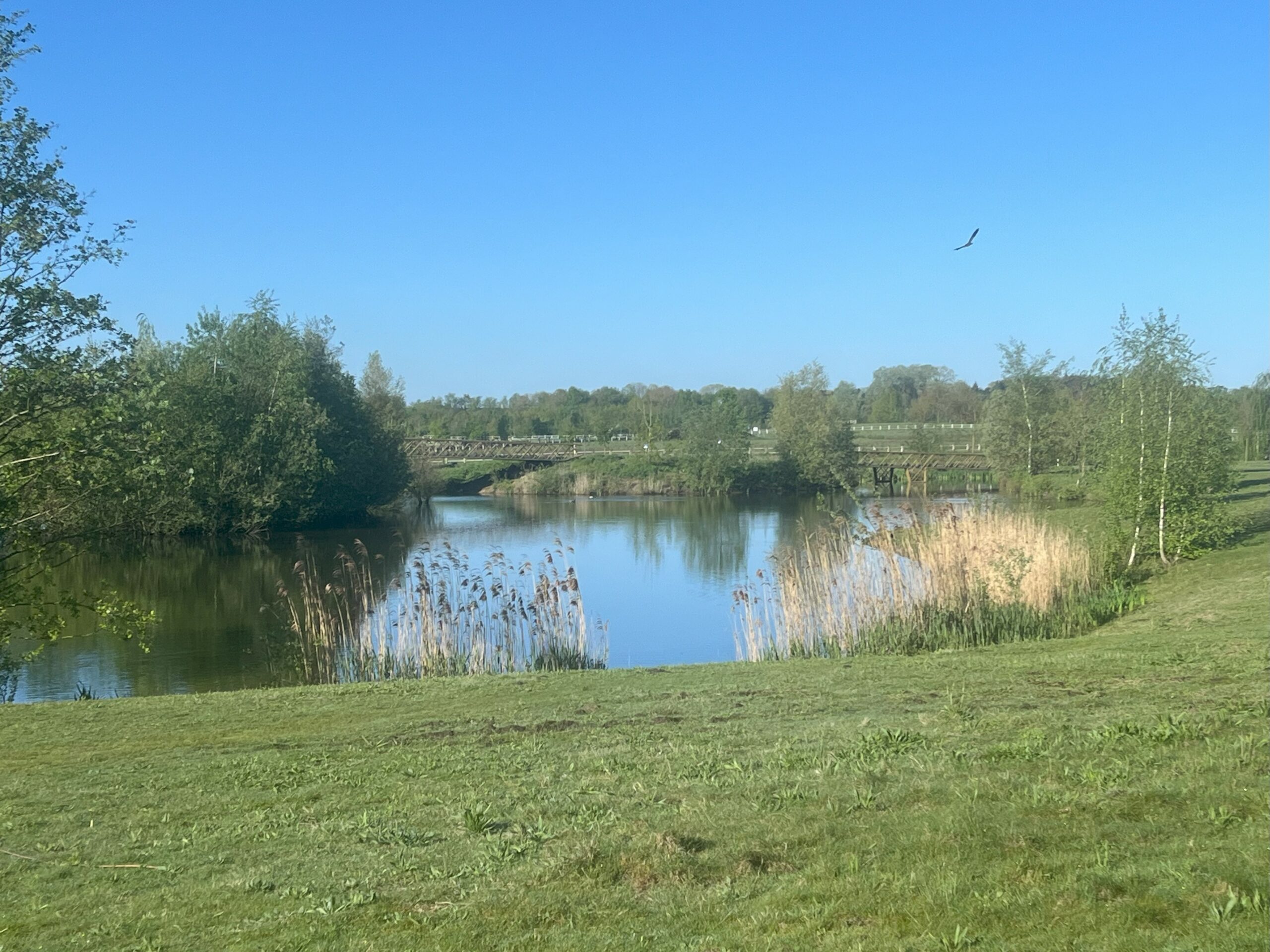 Een rustige vijver met riet, grasvelden en bomen onder een heldere blauwe lucht.