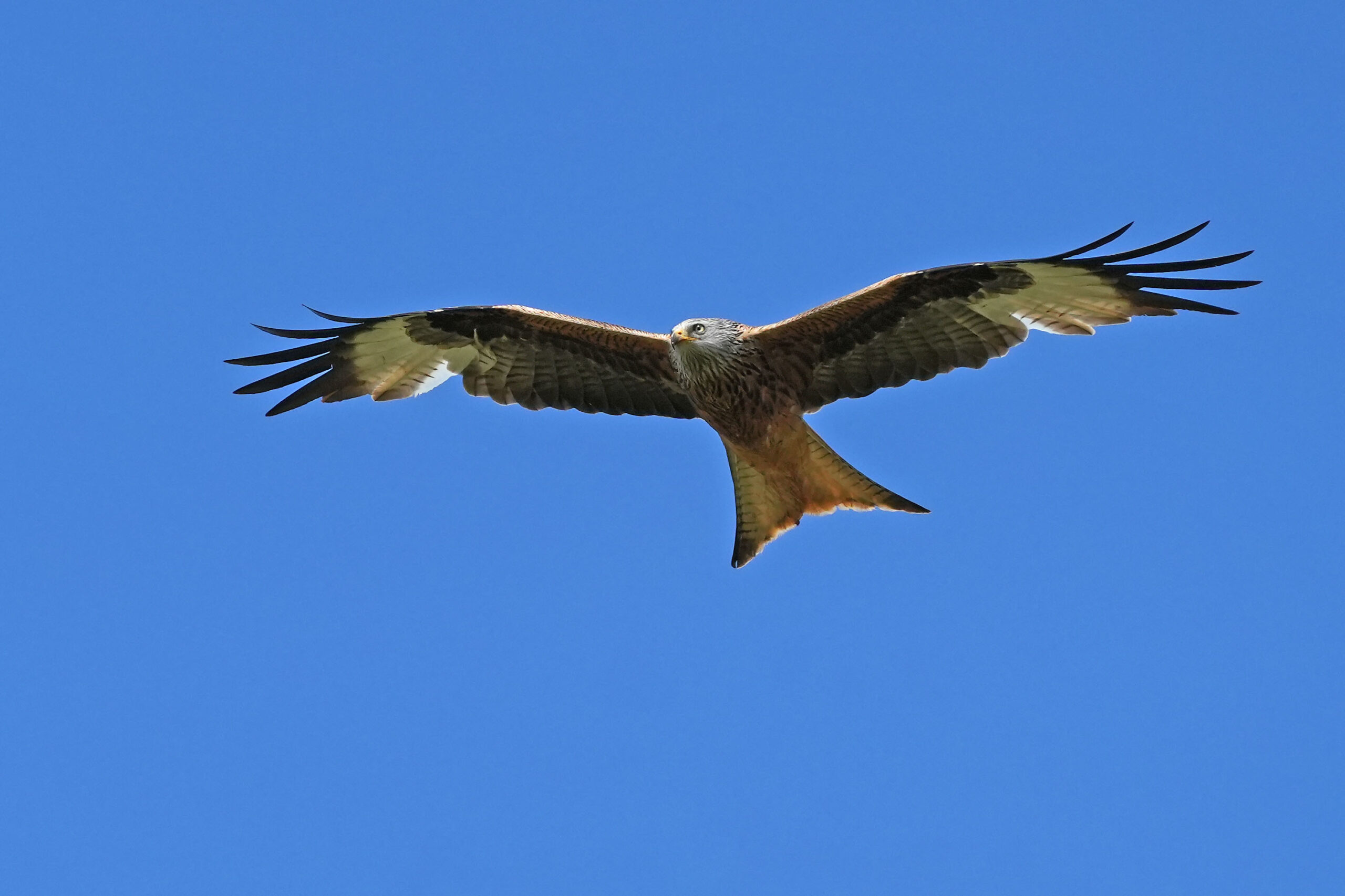Rode wouw zweeft in een heldere blauwe lucht met gespreide vleugels.