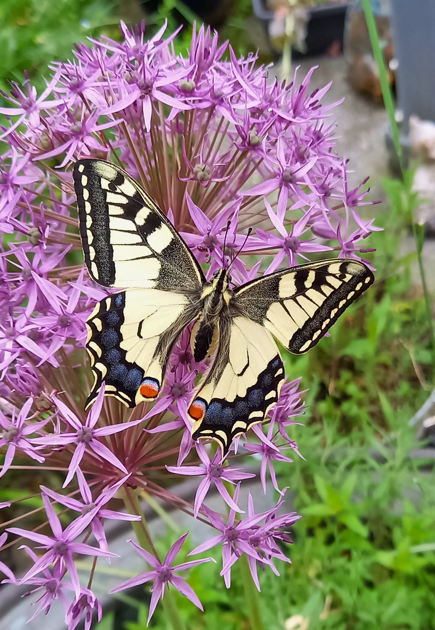 Vlinder op een paarse bloem met groene achtergrond in een tuinomgeving.