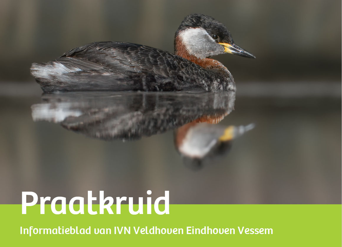 Roodhalsfuut zwemt op het water met weerspiegeling; tekst: "Praatkruid, IVN Veldhoven Eindhoven Vessem".