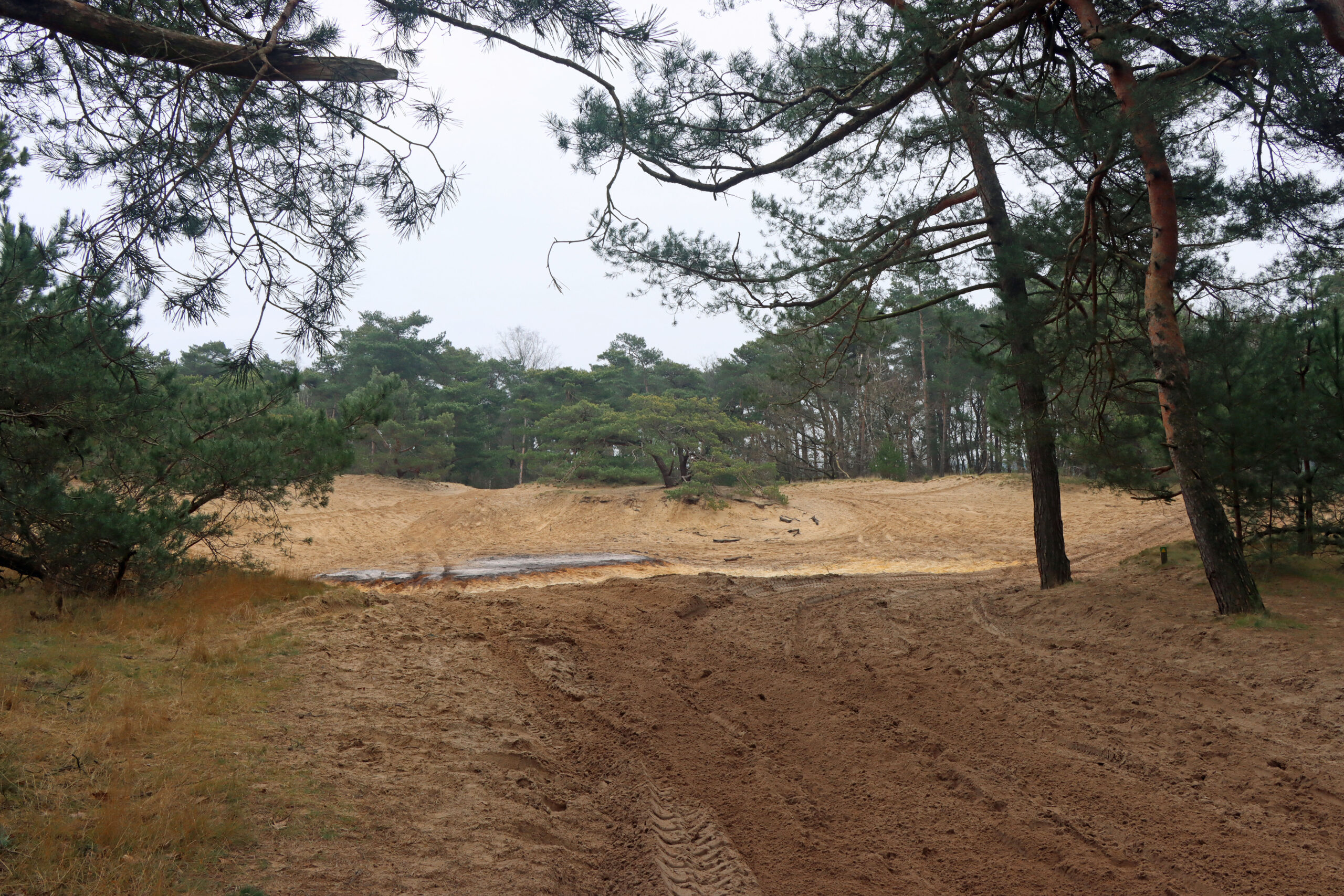 Zandpad door een bosrijke duin met groene dennenbomen onder een bewolkte lucht.