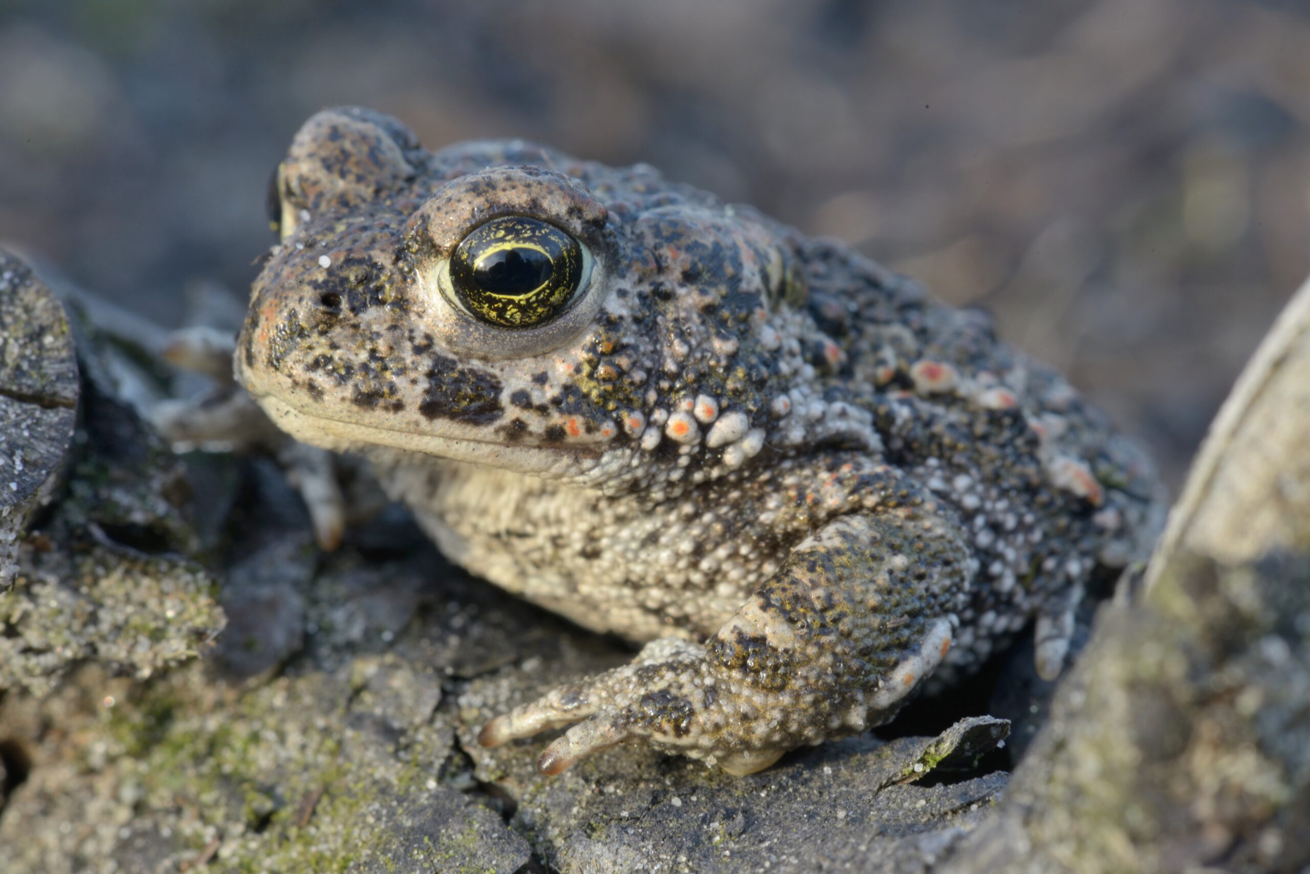 Een close-up van een knobbelige pad met een gespikkelde huid op een rotsachtig oppervlak.