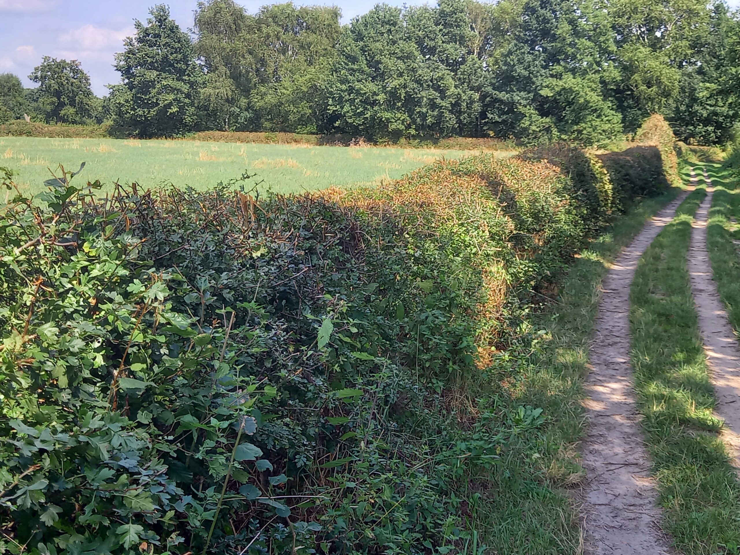 Landweg met heggen, grasveld en bomen op een zonnige zomerdag.