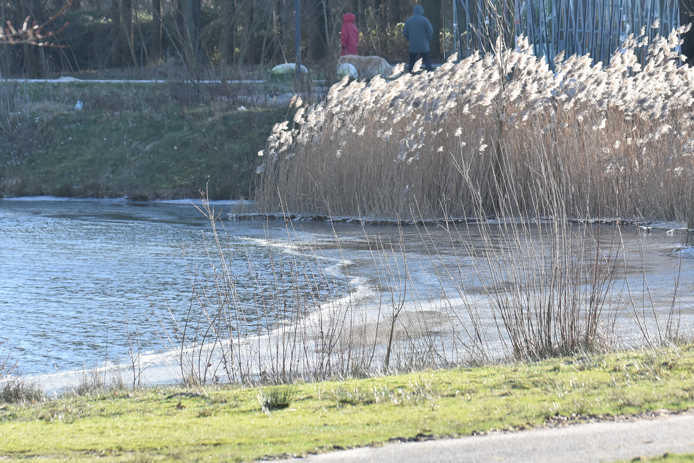 Een bevroren meer met riet en twee mensen wandelen met een hond op de achtergrond.