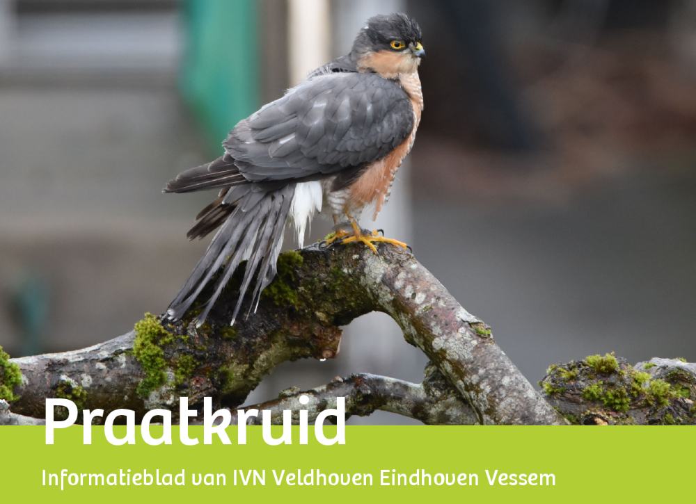 Een roofvogel zit op een boomtak; tekst: "Praatkruid, informatieblad IVN Veldhoven Eindhoven Vessem".