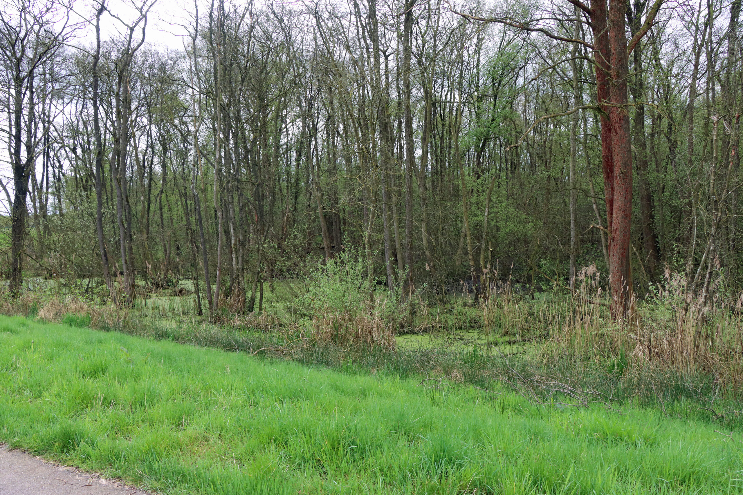 Groen bos met kale bomen en grasland op de voorgrond, met dicht struikgewas eromheen.