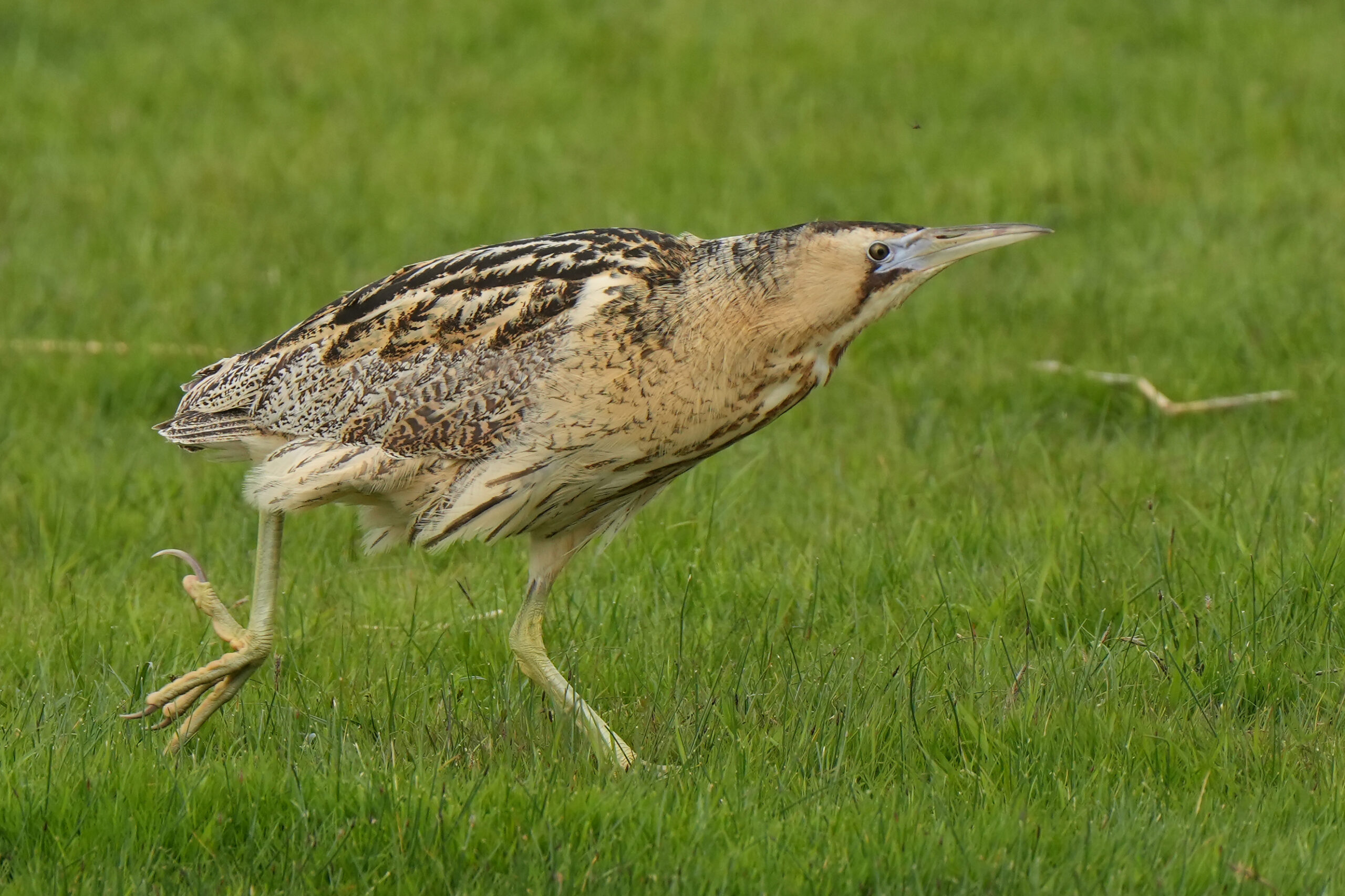 Een roerdomp loopt in het gras, met gestreepte bruine veren en een scherpe snavel.