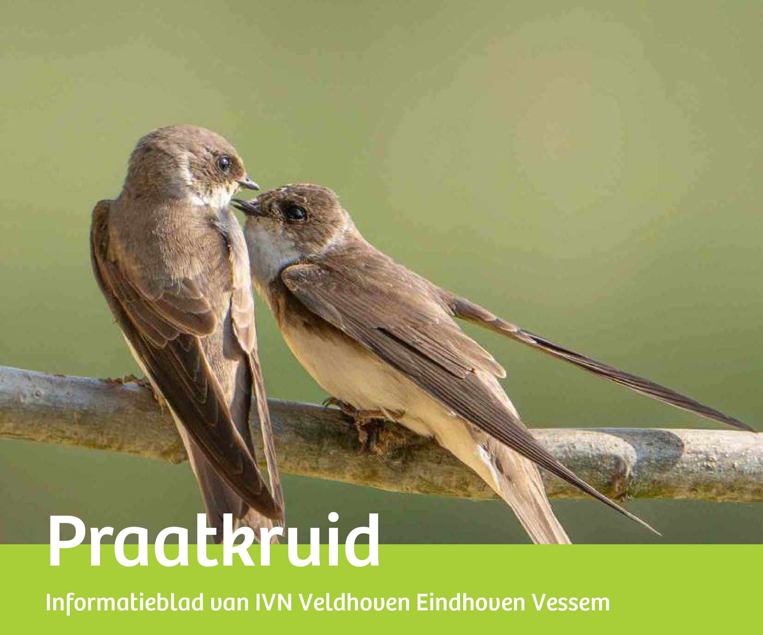 Twee zwaluwen zitten dicht tegen elkaar aan op een tak, groen tekstvak met "Praatkruid".