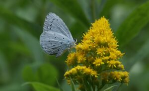 Een blauwe vlinder op gele bloemen tegen een groene achtergrond.