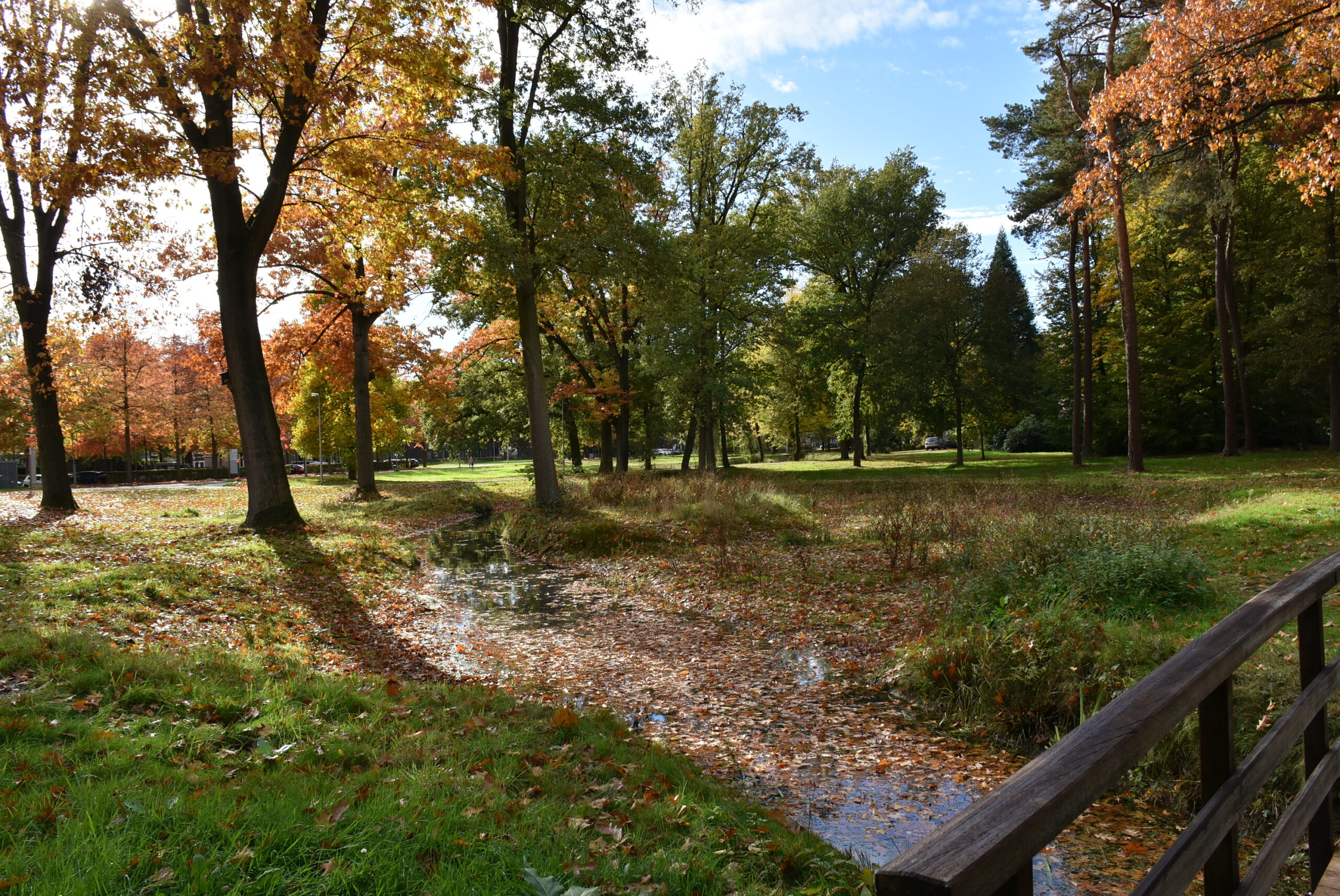 Herfstbos met kleurrijke bladeren, een beekje, en zonlicht dat door de bomen schijnt.
