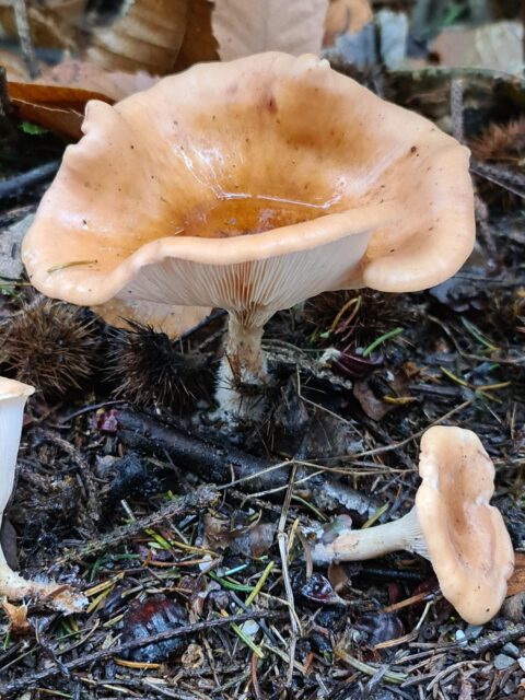 Twee lichtbruine paddenstoelen tussen bladeren en takjes in een bosachtige omgeving.