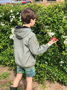 Een kind onderzoekt een groene heg met witte bloemen, terwijl het een insectenpotje vasthoudt.