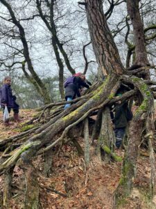 Kinderen klimmen op een grote boom met zichtbare wortels in een bosrijke omgeving.