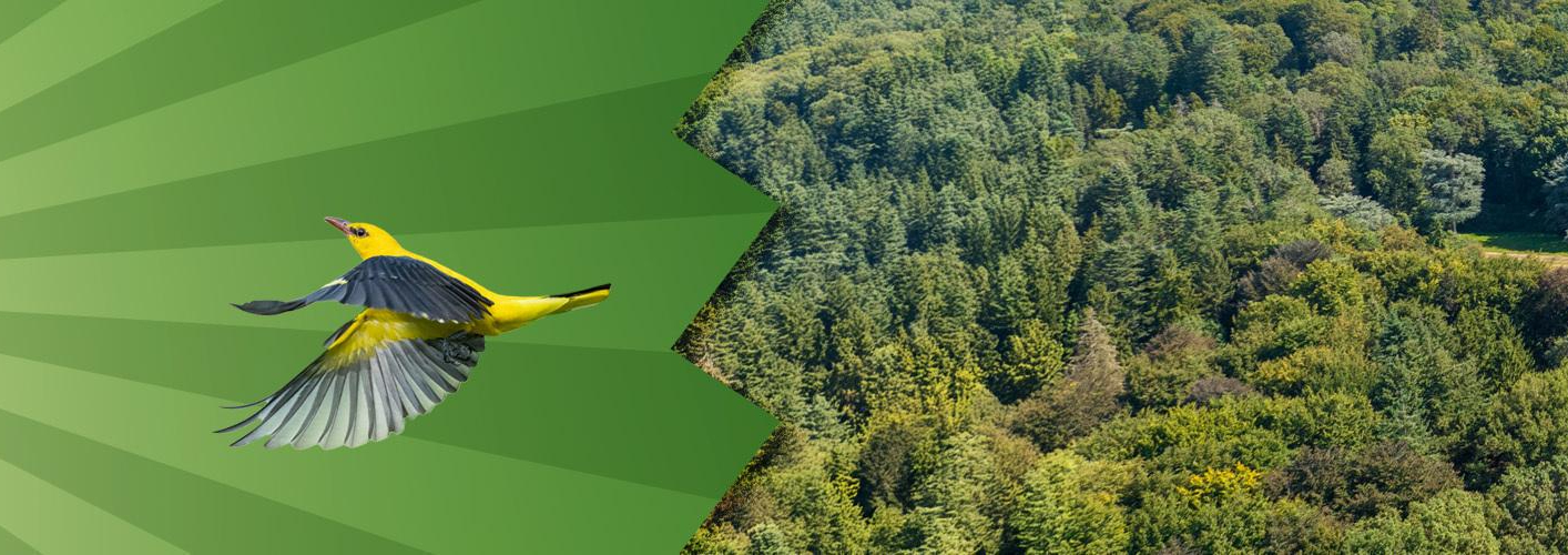 Gele vogel vliegt op groene achtergrond naast luchtfoto van bos.