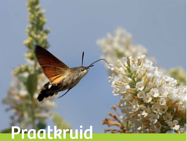 Kolibrievlinder vliegt naast witte bloemen onder een blauwe hemel. Tekst "Praatkruid" links onder.