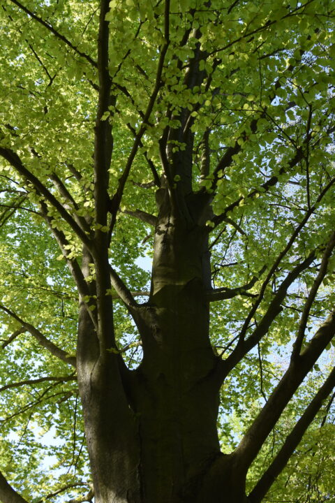 Close-up van een grote boom met groene bladeren tegen een heldere lucht.