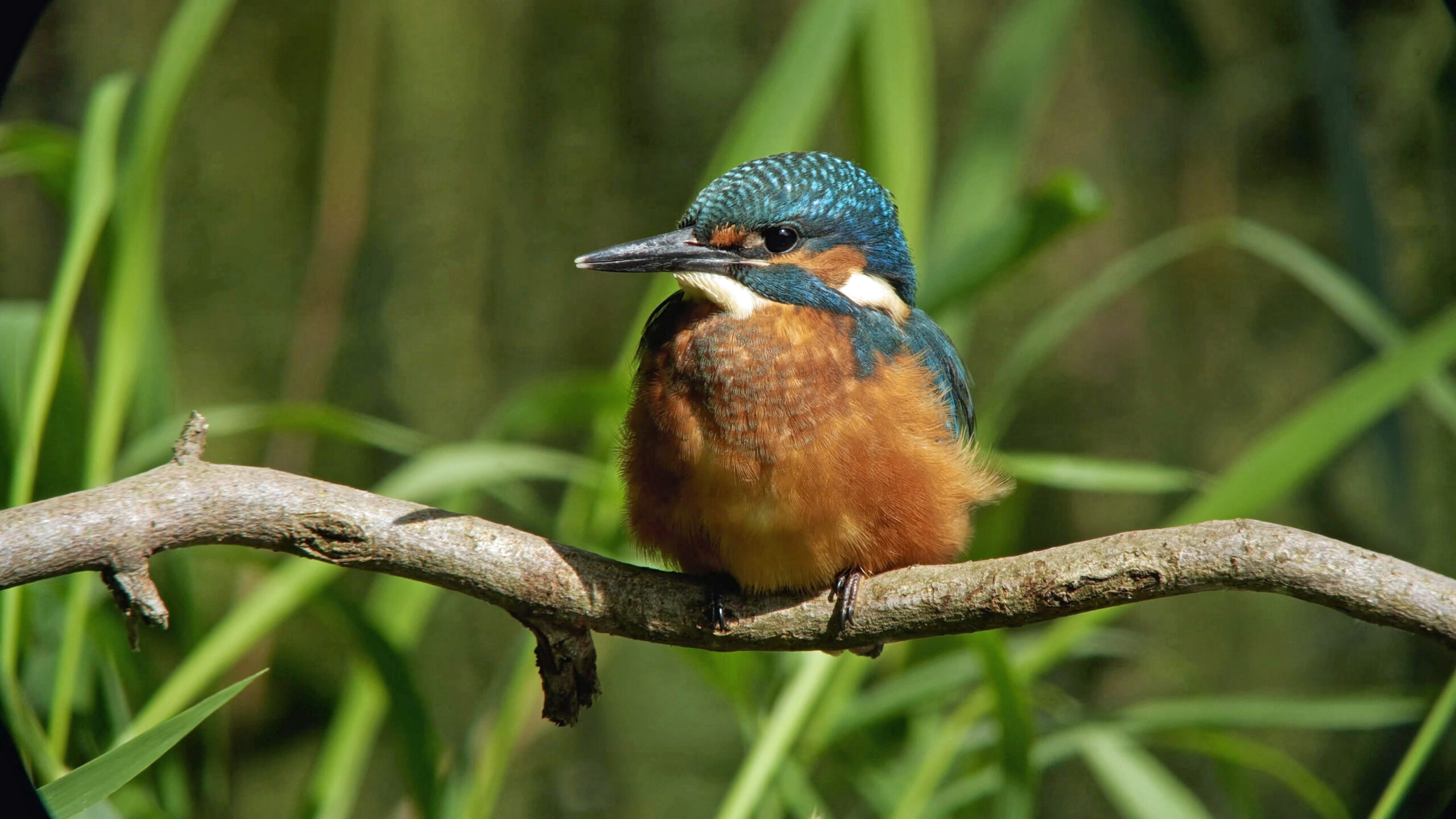 IJsvogel zit op tak, omgeven door groene bladeren.