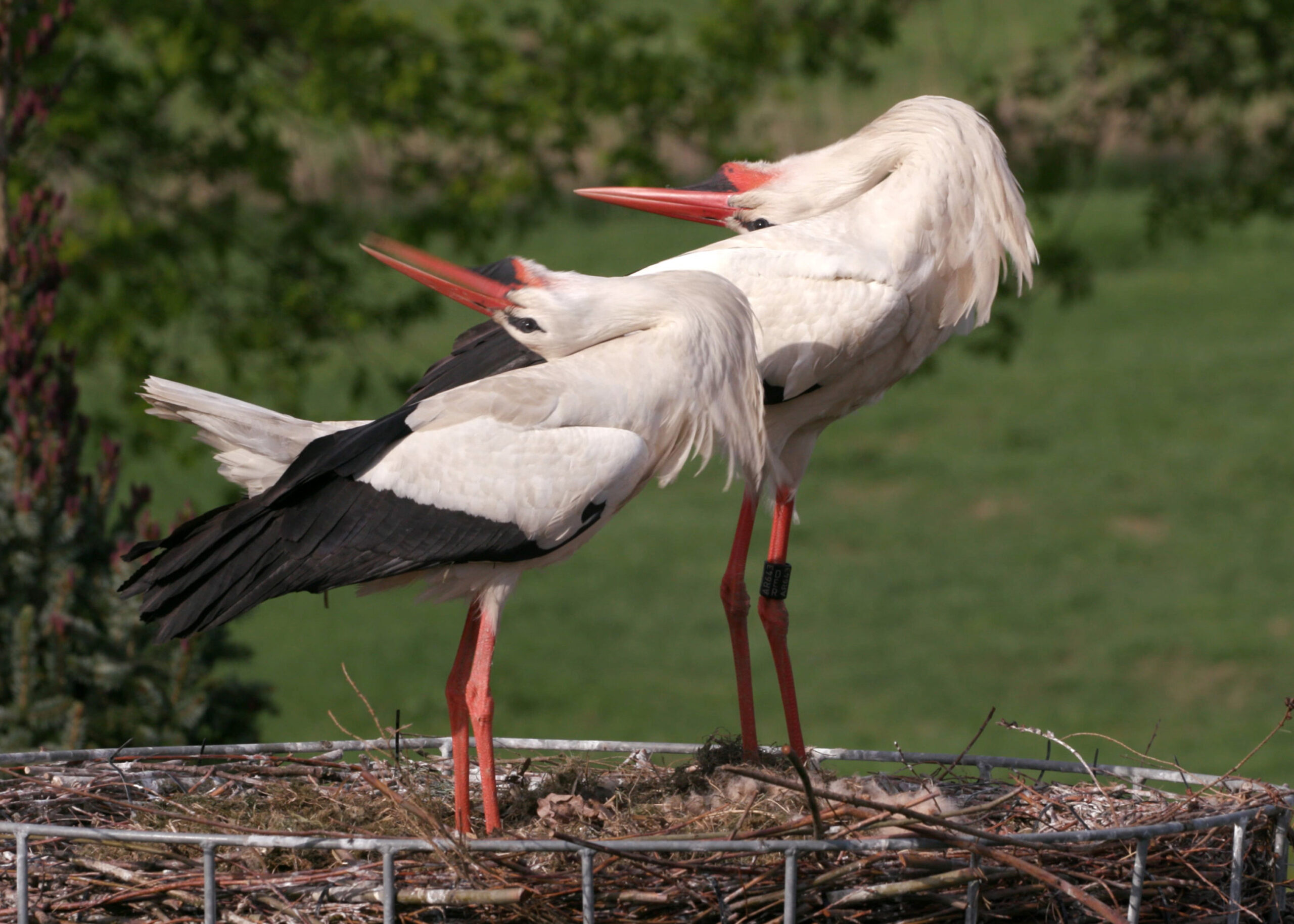 Twee ooievaars poetsen hun veren in een nest, met een groene achtergrond.
