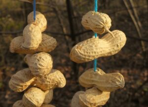 Pinda's in schil aan blauw touw hangen in zonlicht, tegen een wazige bosachtergrond.