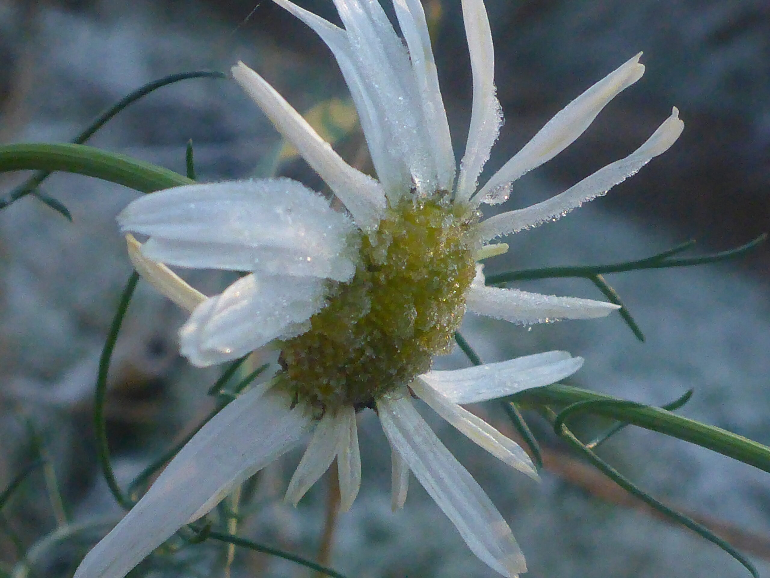 Witte bloem met ijskristallen op de bloemblaadjes en groene bladeren op de achtergrond.