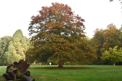 Een grote boom met herfstbladeren, omringd door gras en bos. Rechts ligt een omgevallen stam.
