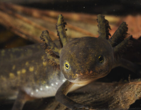 Axolotl onder water met franjeachtige kieuwen, kijkt recht in de camera.