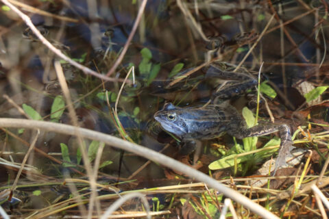 Kikker in een natte omgeving, omringd door gras en takken, kijkend naar links.