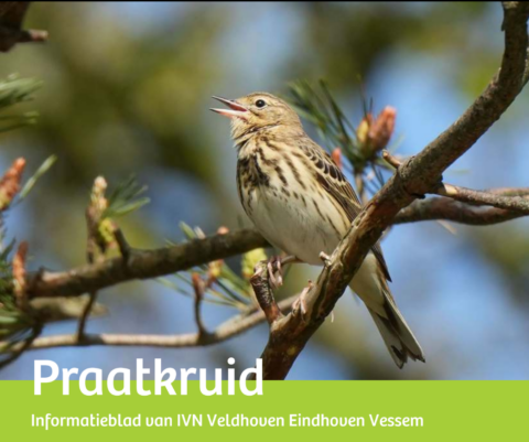 Zangvogel zingt op een tak, tekst: "Praatkruid, informatieblad IVN Veldhoven Eindhoven Vessem".