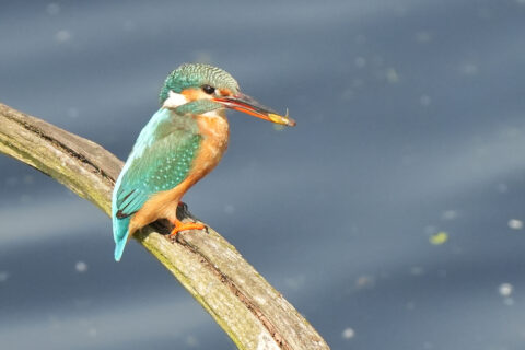 IJsvogel met visje in de snavel, zittend op een tak boven blauw water.