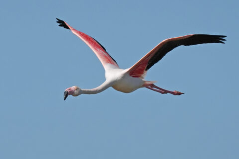 Vliegende flamingo met roze en zwarte vleugels tegen een blauwe lucht.
