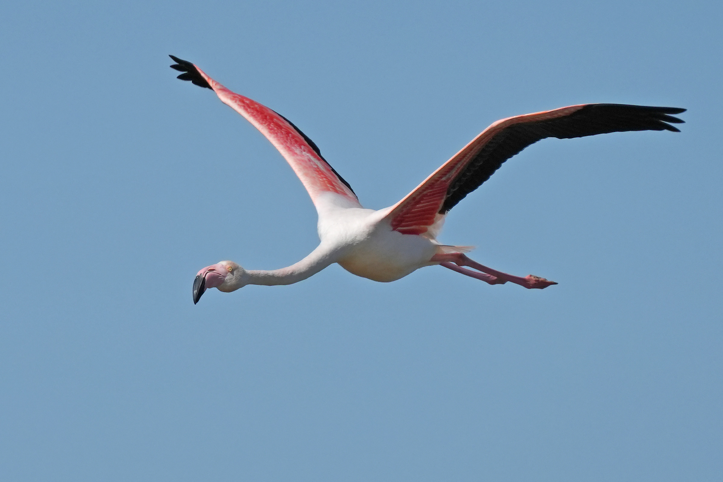 Vliegende flamingo met roze en zwarte vleugels tegen een blauwe lucht.
