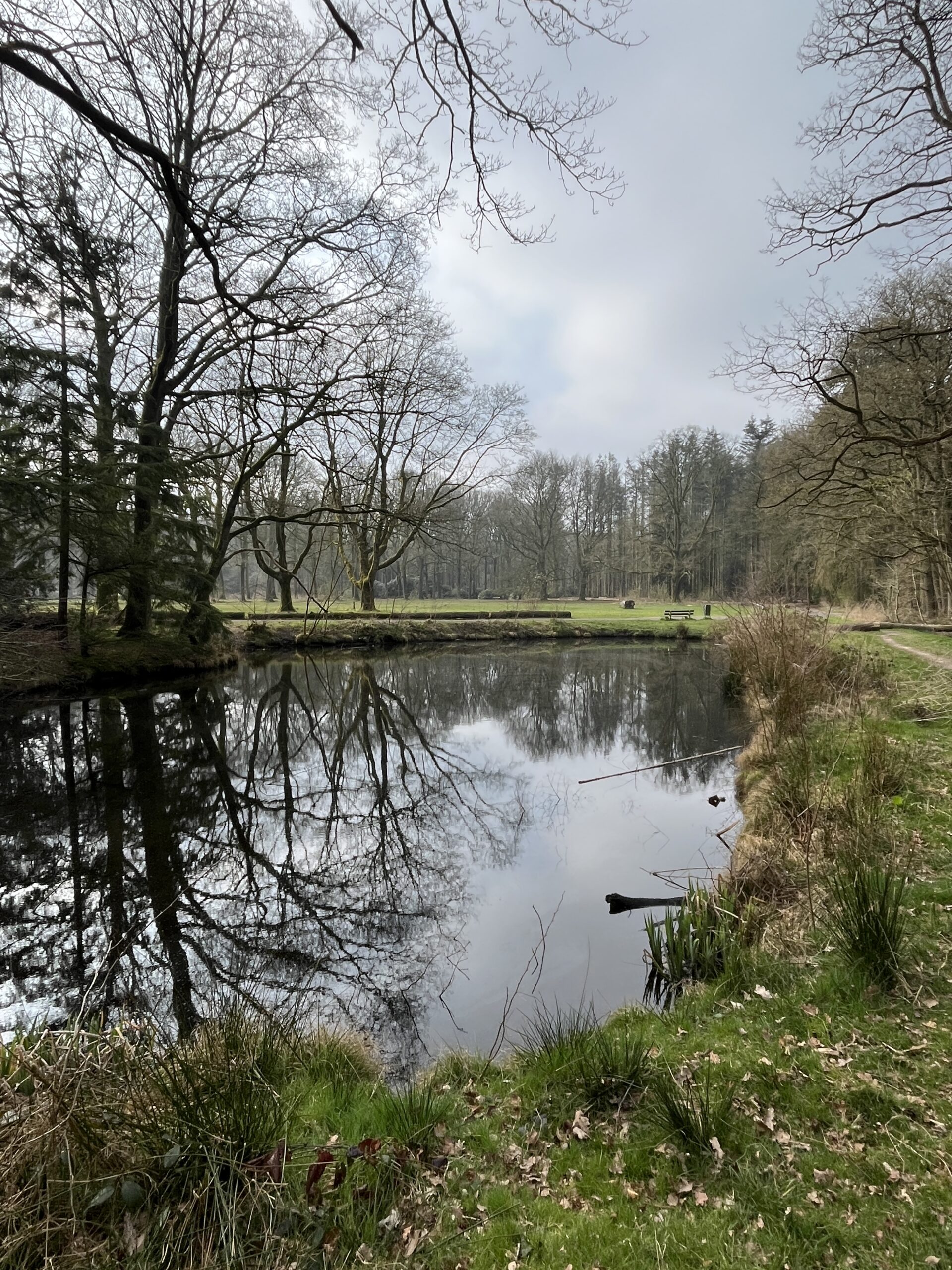 Een stille vijver met weerspiegelende bomen en een grasachtige oever in een bosrijke omgeving.