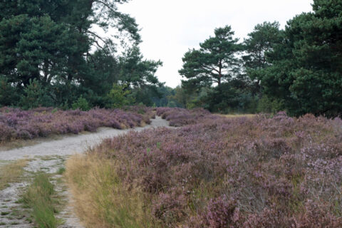 Zandpad door bloeiende heide met groene bomen op de achtergrond.