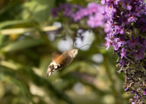 Kolibrievlinder zweeft bij paarse bloemen in groene omgeving.