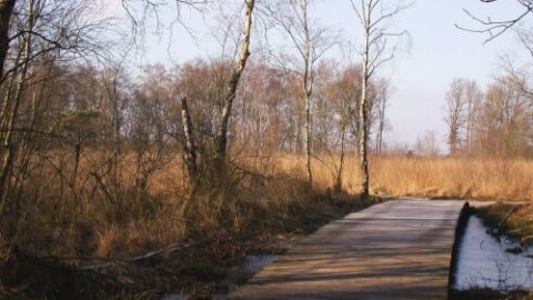 Houten pad door kaal bos en rietlandschap onder een heldere hemel.