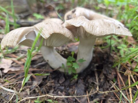 Twee bruine paddenstoelen groeien naast elkaar in een bosrijke omgeving.