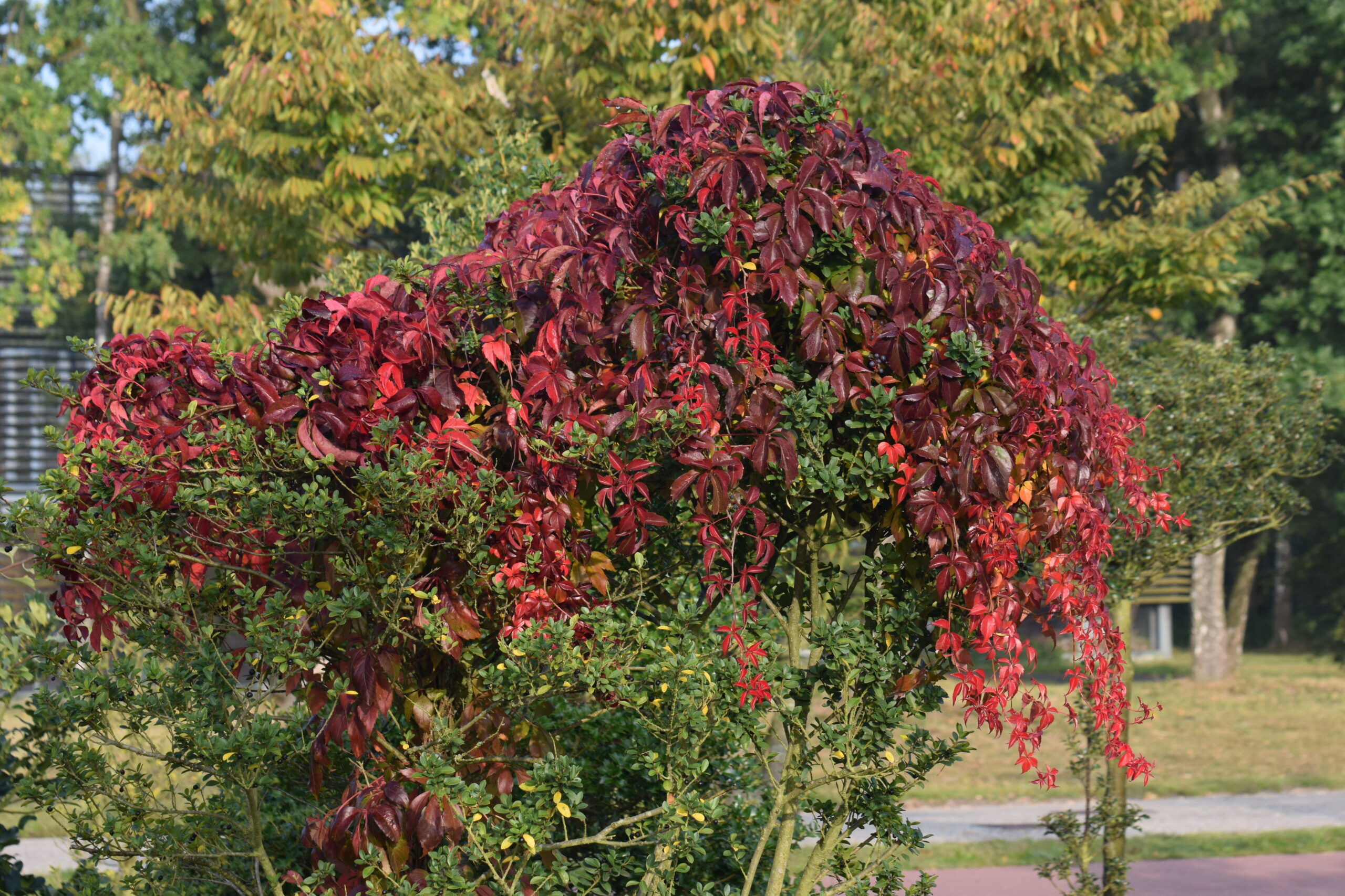 Boom met dieprode bladeren boven groene struik in park tijdens de herfst.