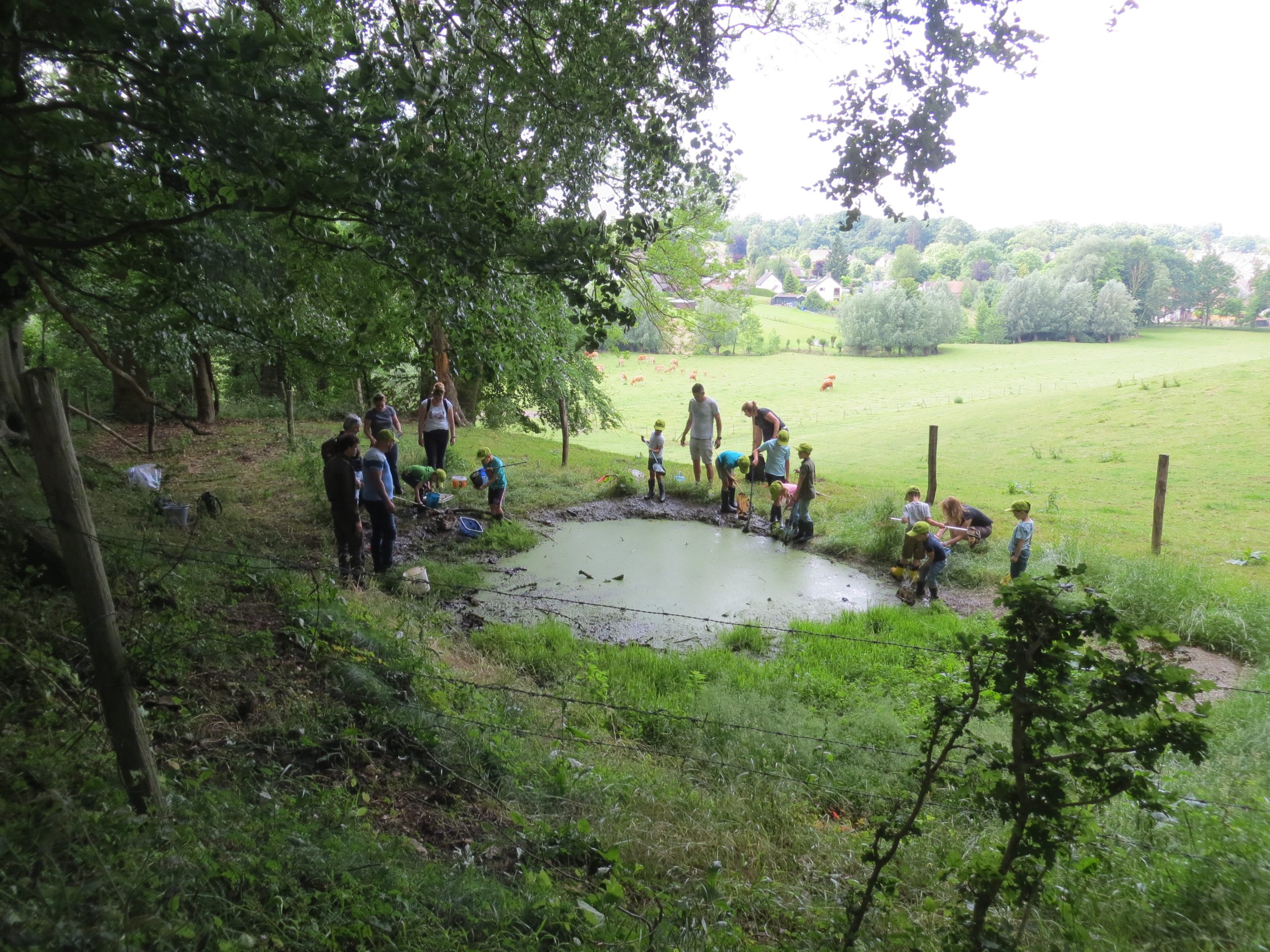 De poel in het Froweinbos