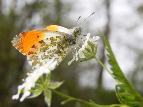 Oranjetipje