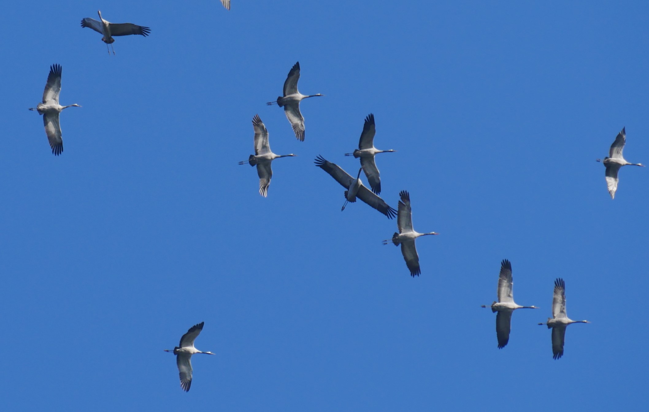 kraanvogels in vlucht
