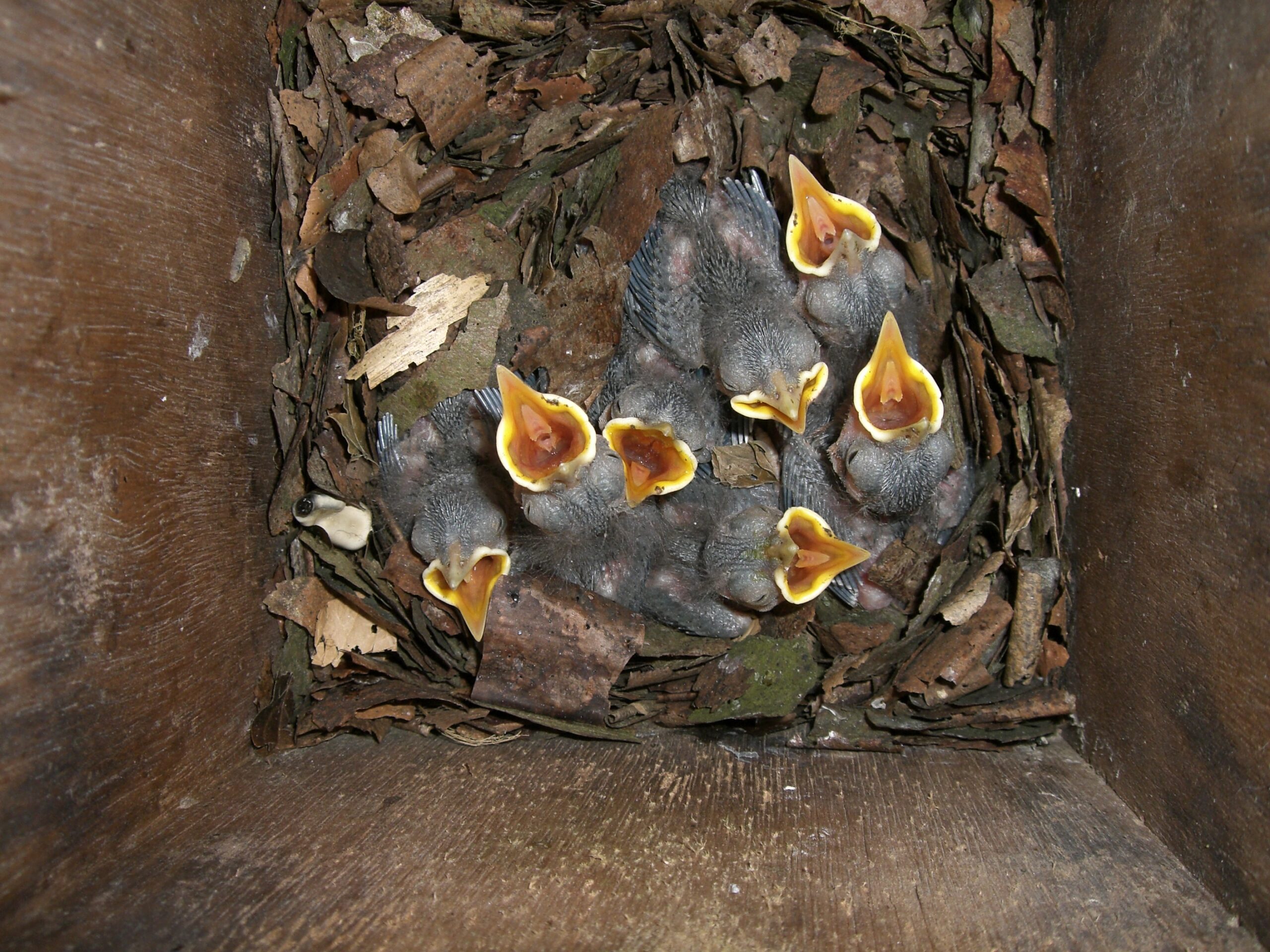Een nest met hongerige vogelkuikens met geopende snavels, omringd door bladeren.